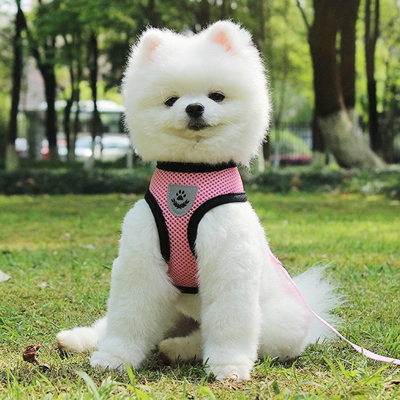 Pet Car Seat Belt Pet Leash Gizmokings Warehouse