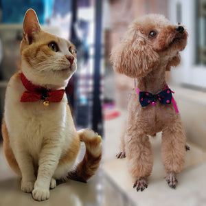 Pet accessories pet bow Gizmokings Warehouse