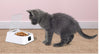 Pet 5G Bowl Automatic Pet Feeder Gizmokings Warehouse