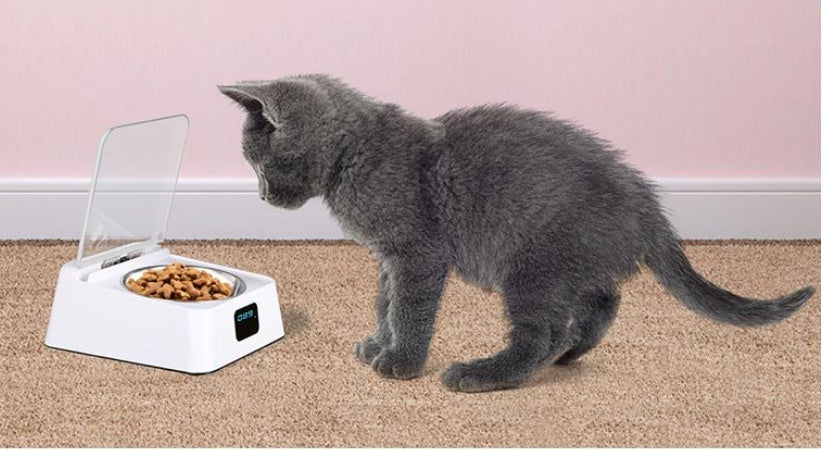 Pet 5G Bowl Automatic Pet Feeder Gizmokings Warehouse